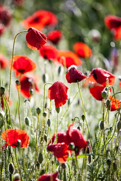 Fototapeta Poppy flowers in spring, may.