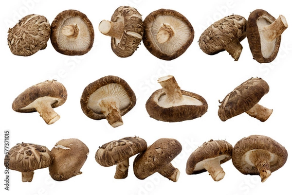 Fototapeta Macro closeup of set fresh shitake mushrooms isolated on transparent background png