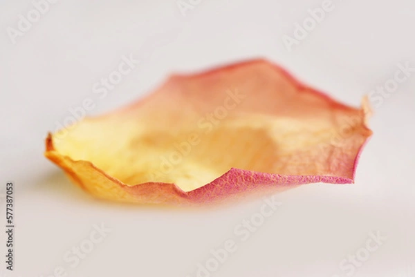 Fototapeta Rosenblatt 01