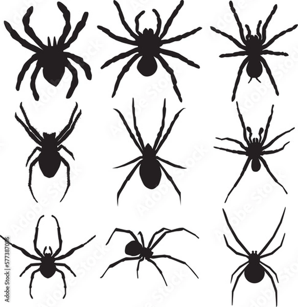 Obraz Black spider silhouette isolated on white, Silhouettes of various types of spider.
