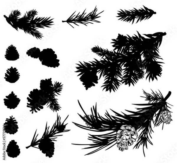 Obraz pine branches and cones black silhouettes