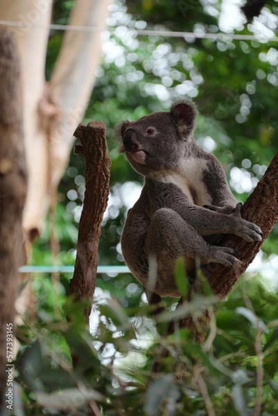 Obraz シドニー・コアラ・パーク・サンクチュアリのコアラ達