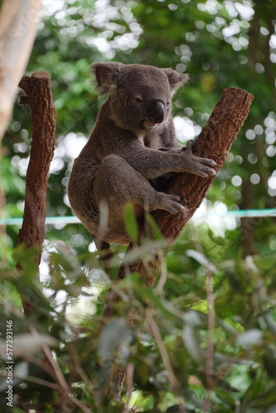 Obraz シドニー・コアラ・パーク・サンクチュアリのコアラ達