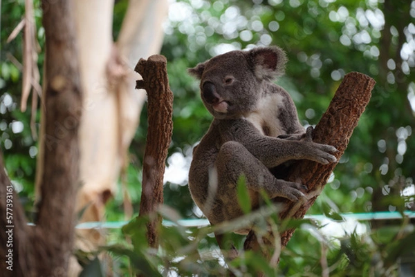 Obraz シドニー・コアラ・パーク・サンクチュアリのコアラ達