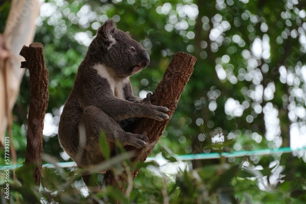 Obraz シドニー・コアラ・パーク・サンクチュアリのコアラ達