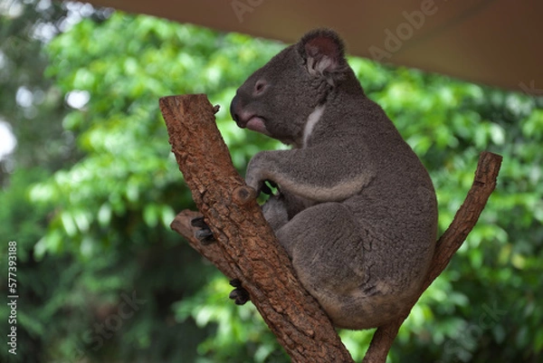 Obraz シドニー・コアラ・パーク・サンクチュアリのコアラ達