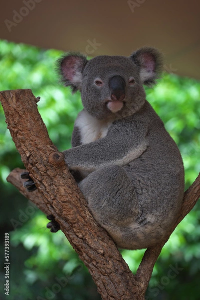 Obraz シドニー・コアラ・パーク・サンクチュアリのコアラ達