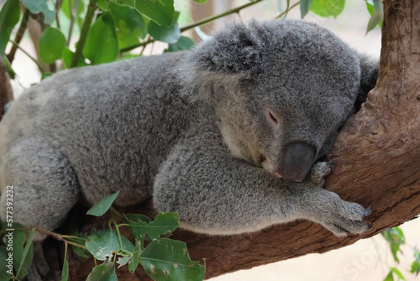 Fototapeta シドニー・コアラ・パーク・サンクチュアリのコアラ達