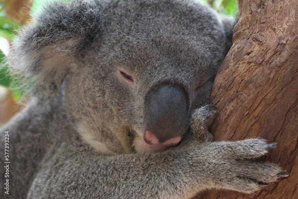 Obraz シドニー・コアラ・パーク・サンクチュアリのコアラ達