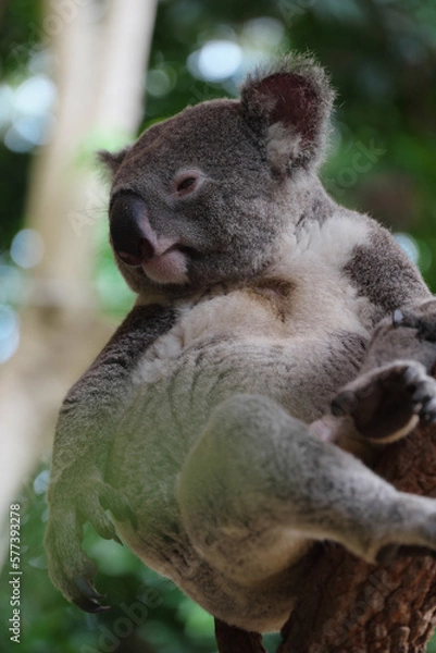 Obraz シドニー・コアラ・パーク・サンクチュアリのコアラ達
