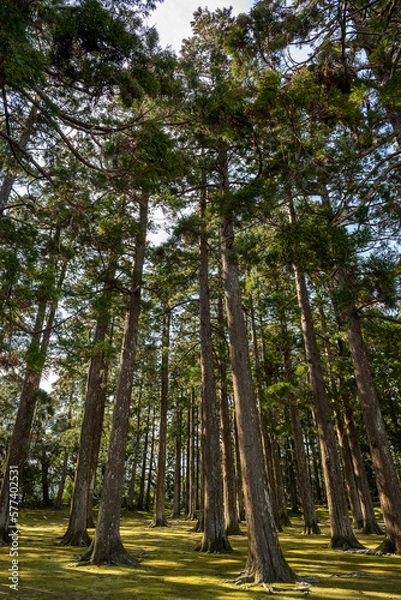 Obraz 飫肥城跡 - 旧本丸跡 - 飫肥杉林