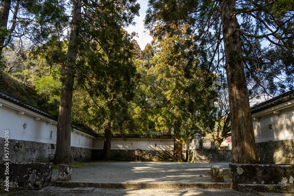 Obraz 飫肥城跡 - しあわせ杉