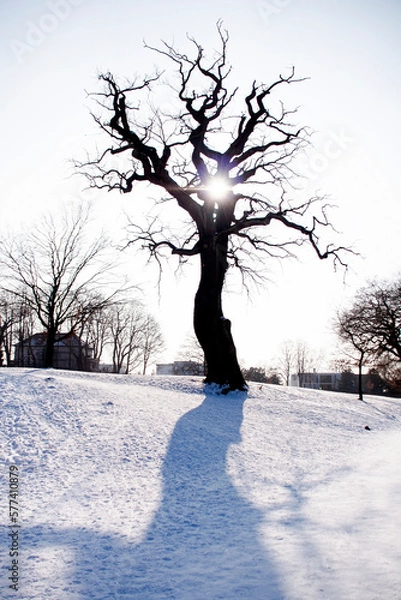Fototapeta Baum sw
