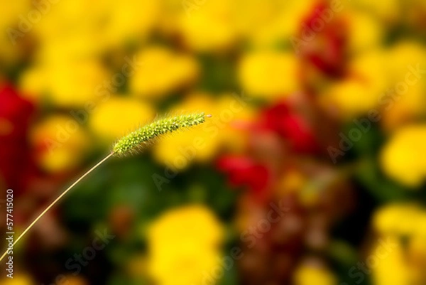 Obraz Summer flower bud on a vibrant blurred background