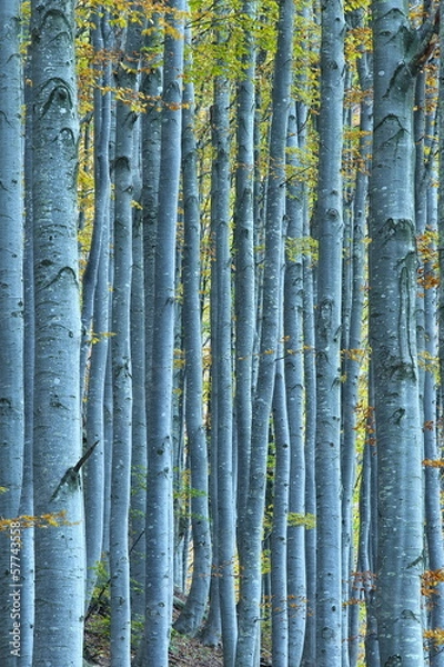 Fototapeta Beech forest in autumn