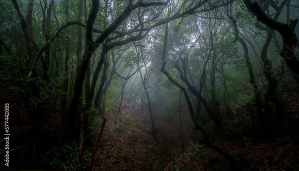 Obraz fog in the forest