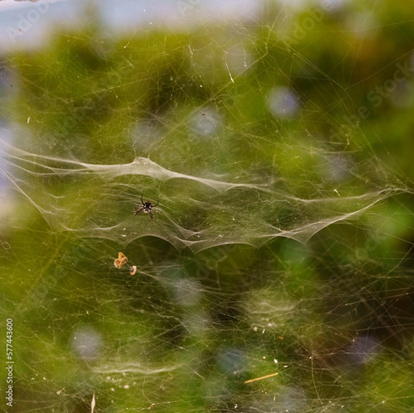 Obraz Spider on web