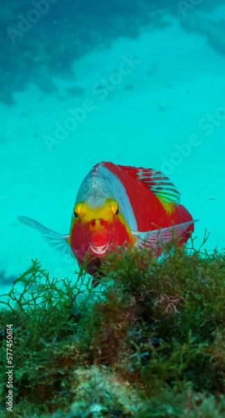 Obraz Parrotfish