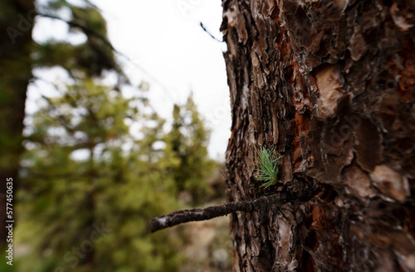 Obraz tree sapling in the woods