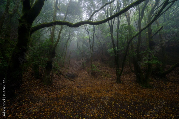 Obraz forest in fog