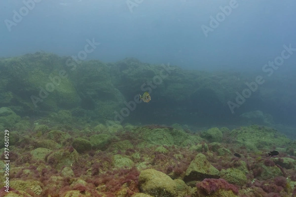 Obraz scene with reef and fishes