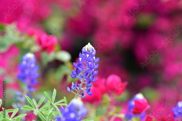 Obraz Blue and Pink Flowers