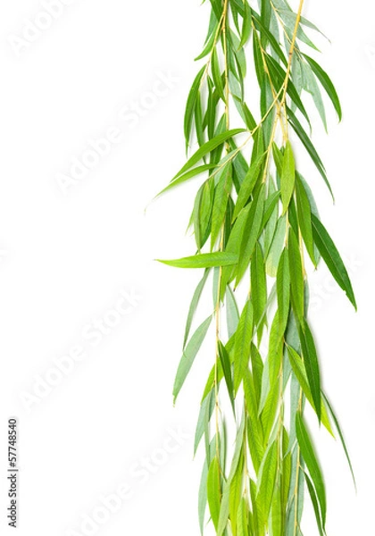Obraz willow branches isolated on white background