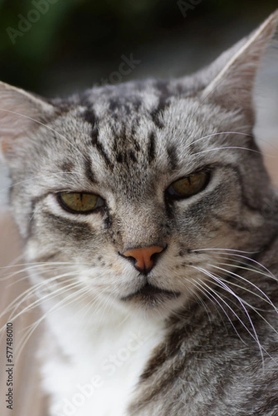 Fototapeta portrait of a cat