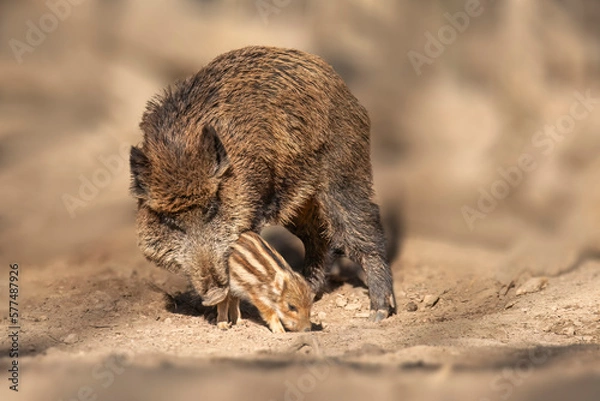 Fototapeta wild boar family in a deciduous forest in spring