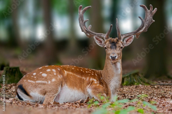 Fototapeta one handsome fallow deer buck is sitting in the forest and relaxing