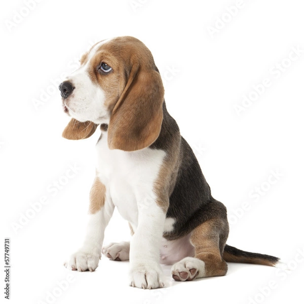 Obraz beagle puppy isolated on a white background in studio