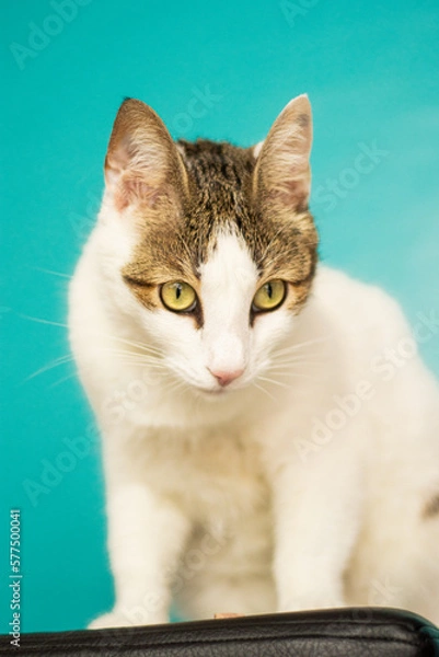 Obraz CATS