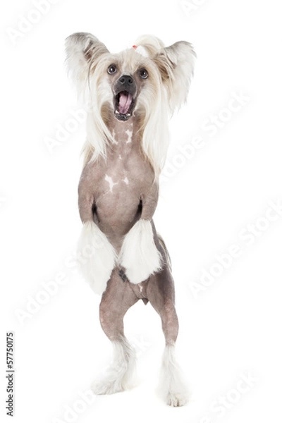 Fototapeta dancing chinese crested dog on a white background in studio