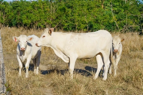 Fototapeta cows in the field