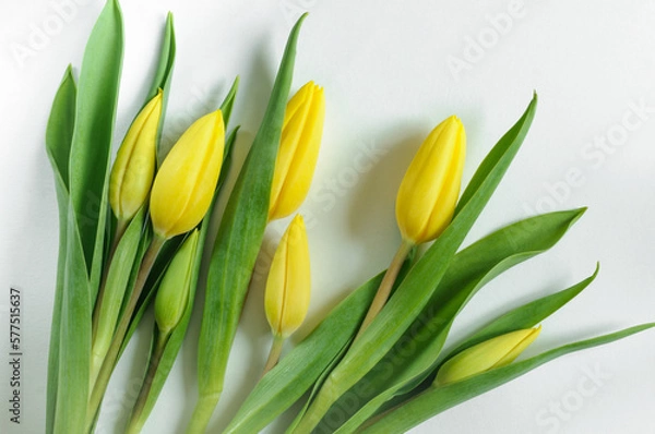 Fototapeta Bouquet of spring yellow tulips on white paper. Top view, natural light