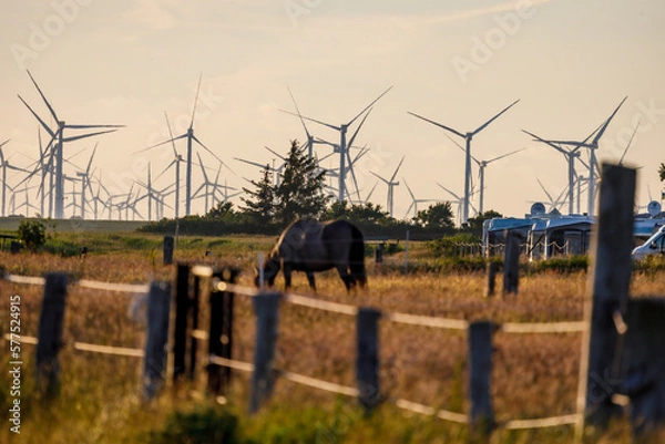 Obraz Wind turbines in North Friesland/ North Sea in the evening light, in the foreground a horse's paddock