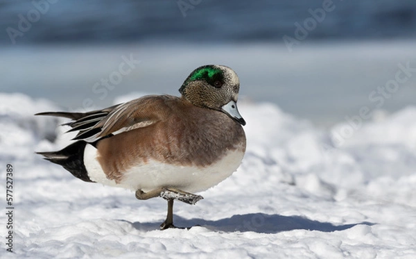 Obraz American Wigeon (m)