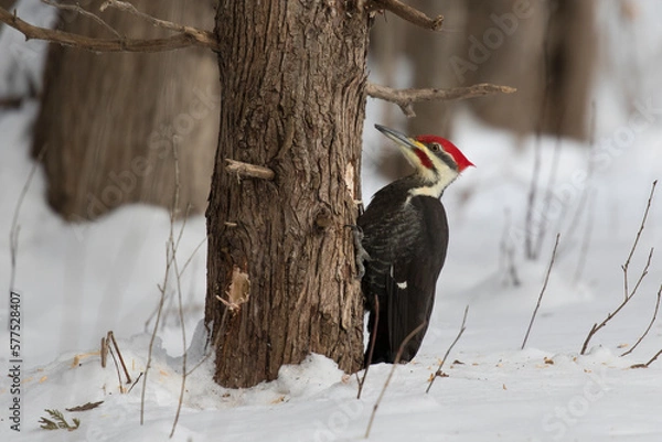 Obraz Pileated woodpecker