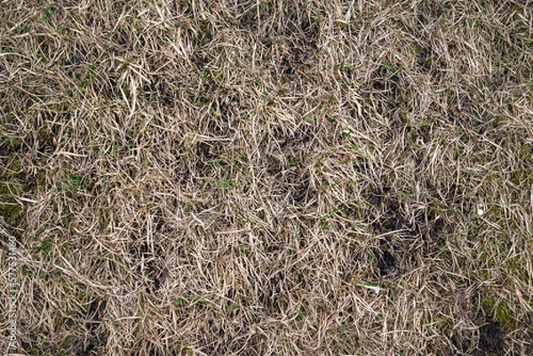 Fototapeta Clean texture of dry grass with soil. 4k photorealistic texture	
