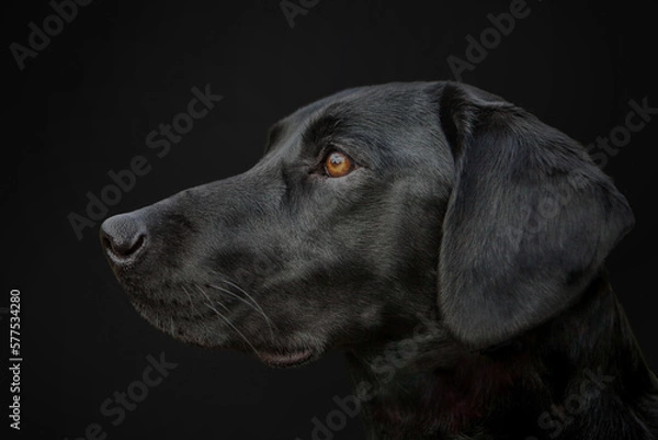Obraz Black Labrador