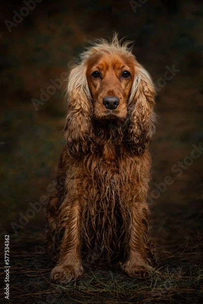 Obraz Show CockerSpaniel