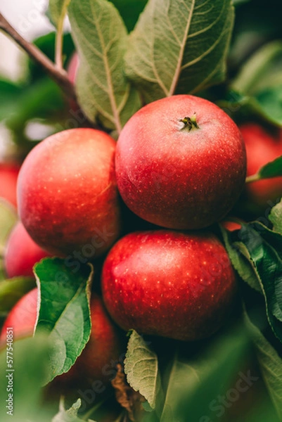 Obraz Red apples on tree ready to be harvested. Ripe red apple fruits in apple orchard. Selective focus.