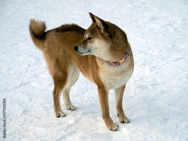 Obraz Japanese red coat dog is in winter forest. Portrait of beautiful Shiba inu male standing in the forest on the snow and trees background. High quality photo. Walk in winter