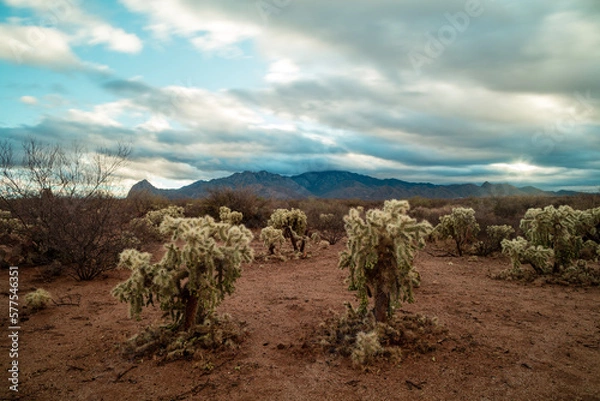 Fototapeta Teddy Bear Cholla Cacti under a cloudy morning sky in the Sonoran Desert near Amado, Arizona. Mt. Wrightson and the Santa Rita Mountains are seen in the distance.
