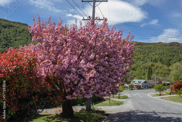 Fototapeta blooming tree 