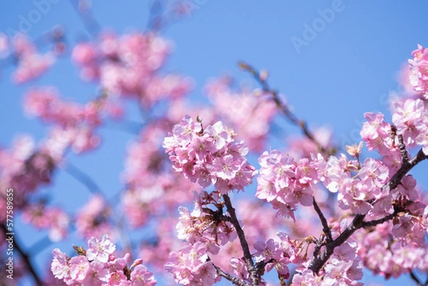 Fototapeta 河津桜

