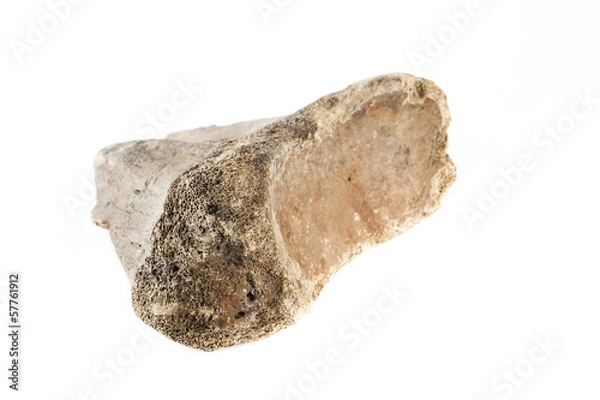 Obraz old bone isolated on white background