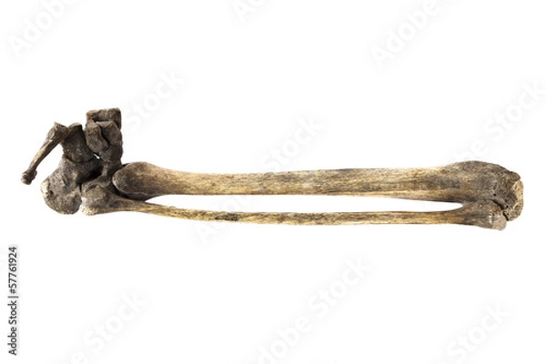 Obraz old bone isolated on white background