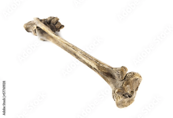 Obraz old bone isolated on white background