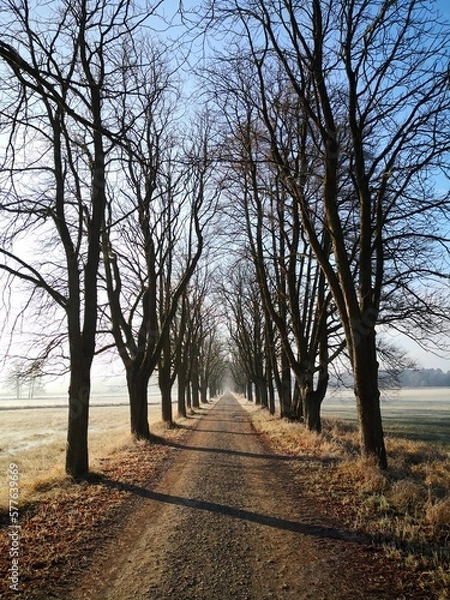 Obraz path in the park